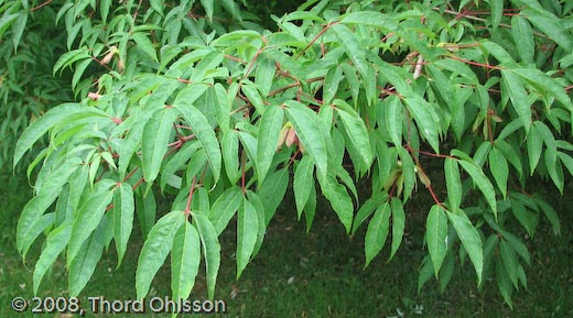 Acer mandshuricum